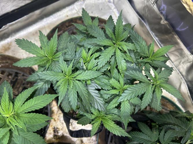 OSS - Tiramisu. Week 11