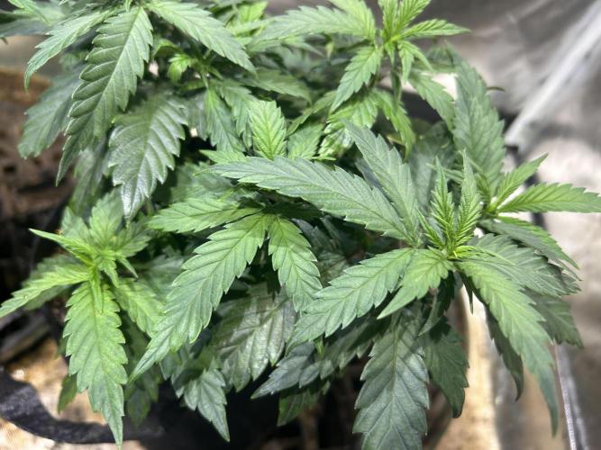 OSS - Tiramisu. Week 11