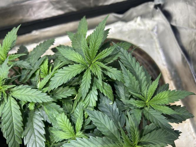 OSS - Tiramisu. Week 11