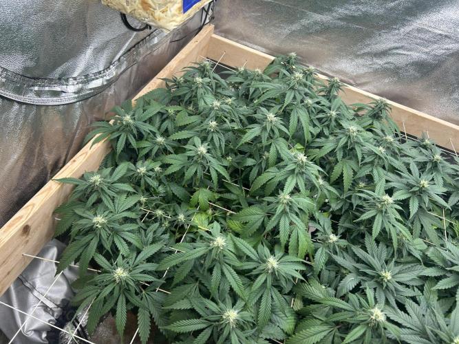 OSS - Do-Si-Dos OG. Week 18