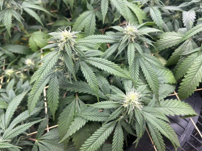 OSS - Do-Si-Dos OG. Week 18