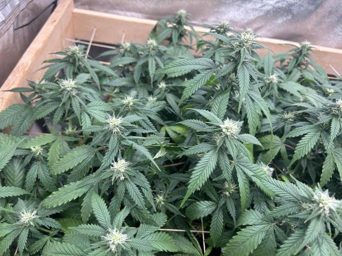 OSS - Do-Si-Dos OG. Week 18