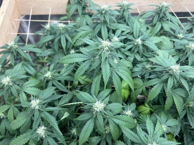 OSS - Do-Si-Dos OG. Week 18