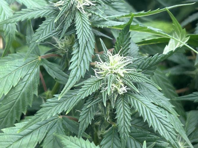 OSS - Do-Si-Dos OG. Week 18