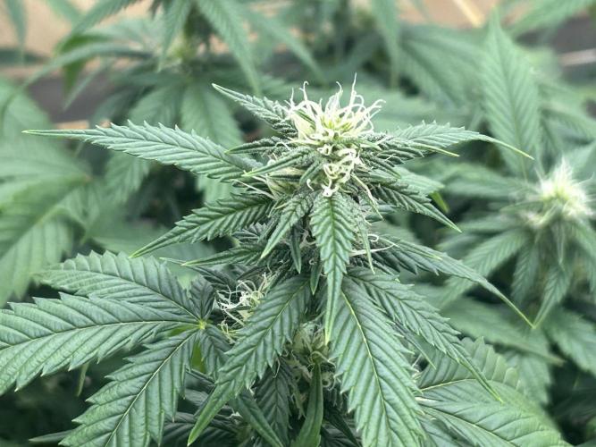 OSS - Do-Si-Dos OG. Week 18