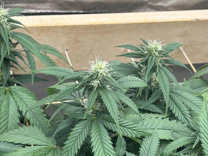 OSS - Do-Si-Dos OG. Week 18