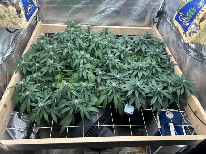 OSS - Sherbet Moonrocks. Week 18 - 1/3/26