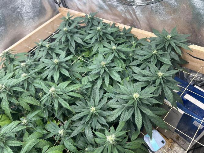 OSS - Sherbet Moonrocks. Week 18