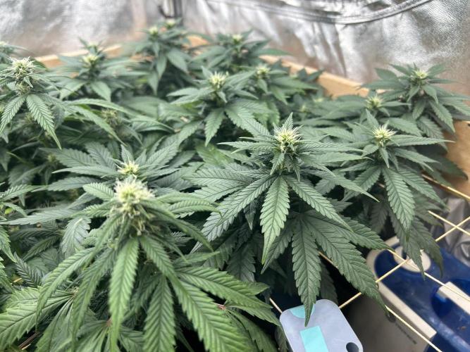 OSS - Sherbet Moonrocks. Week 18