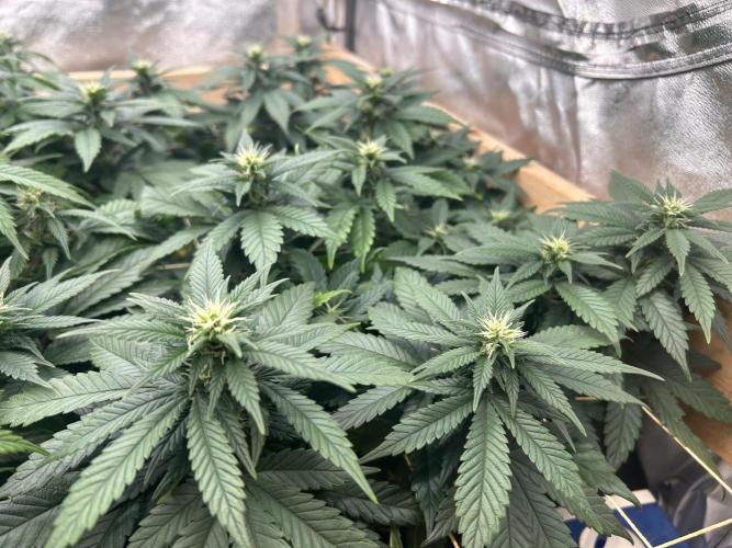 OSS - Sherbet Moonrocks. Week 18