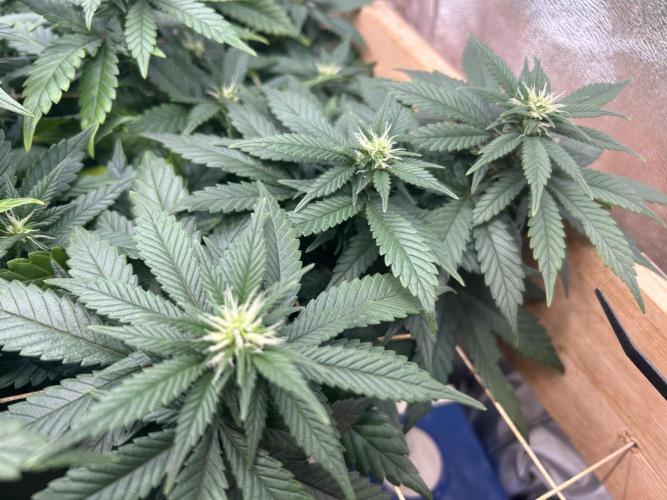 OSS - Sherbet Moonrocks. Week 18