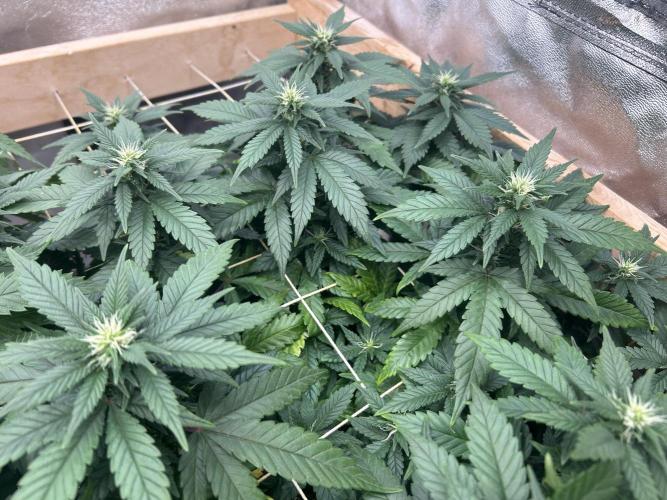 OSS - Sherbet Moonrocks. Week 18