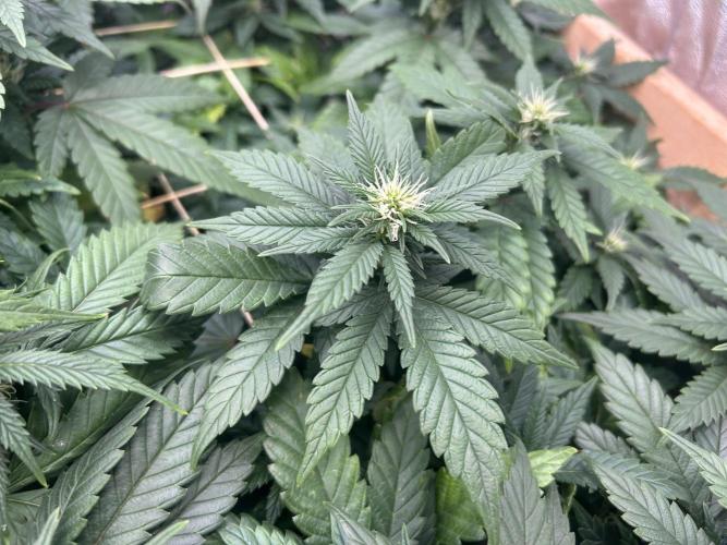 OSS - Sherbet Moonrocks. Week 18