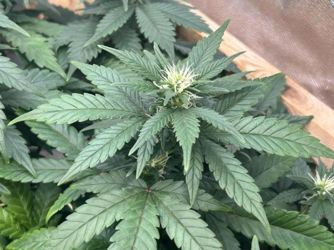 OSS - Sherbet Moonrocks. Week 18