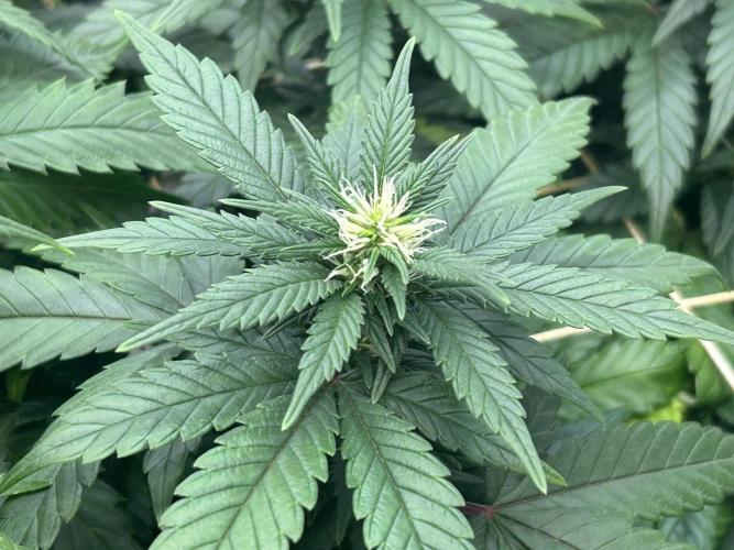 OSS - Sherbet Moonrocks. Week 18