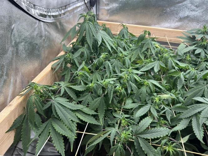 Kannabia - Pink Gelato. Week 18