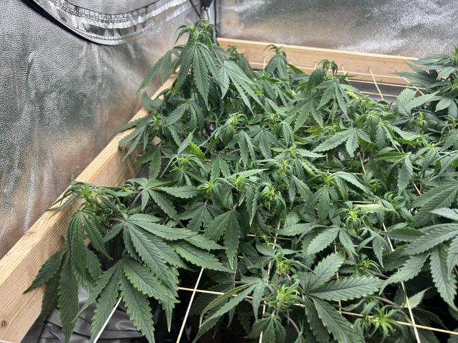 Kannabia - Pink Gelato. Week 18