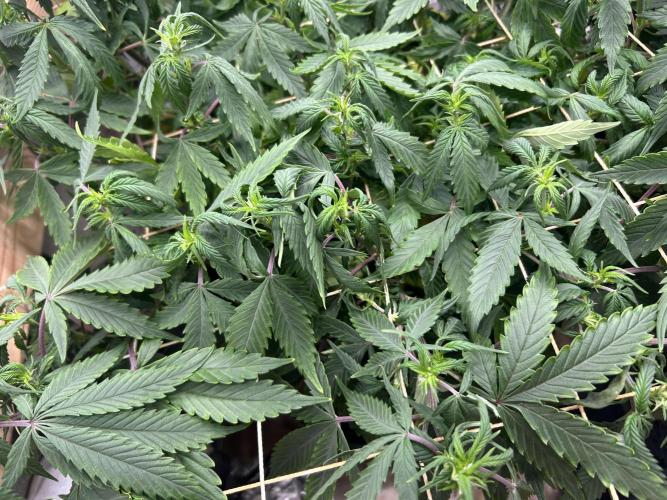 Kannabia - Pink Gelato. Week 18