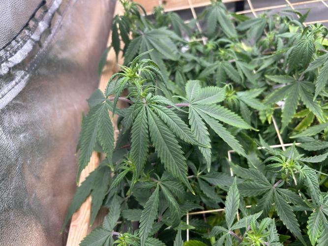 Kannabia - Pink Gelato. Week 18