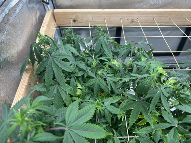 Kannabia - Pink Gelato. Week 18