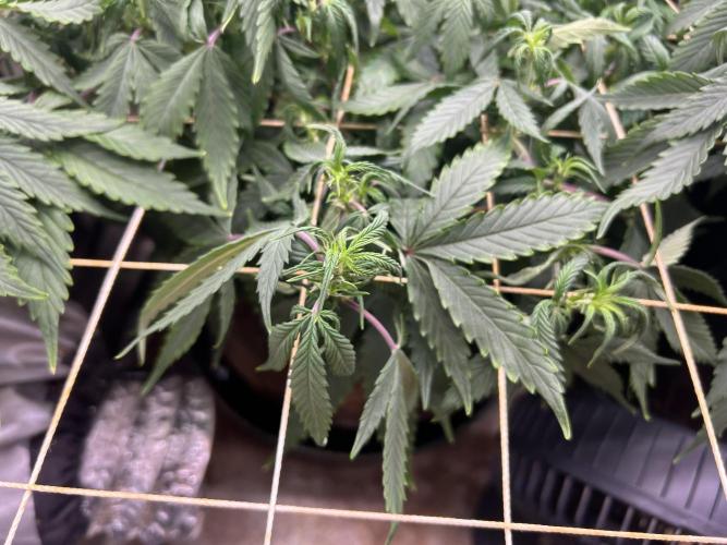 Kannabia - Pink Gelato. Week 18