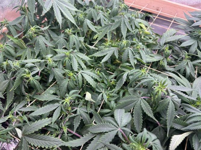 Kannabia - Pink Gelato. Week 18