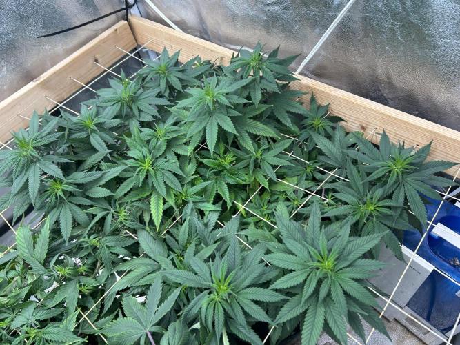 Kannabia - Apple Fritter. Week 18