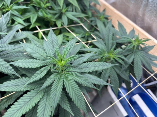 Kannabia - Apple Fritter. Week 18