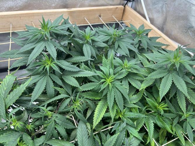 Kannabia - Apple Fritter. Week 18