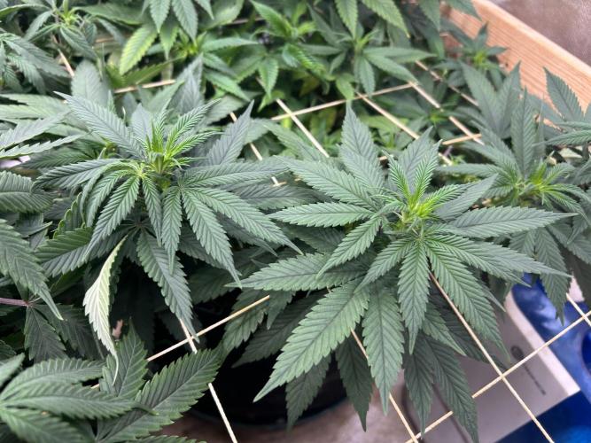 Kannabia - Apple Fritter. Week 18