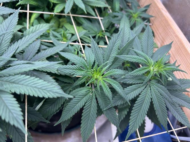 Kannabia - Apple Fritter. Week 18