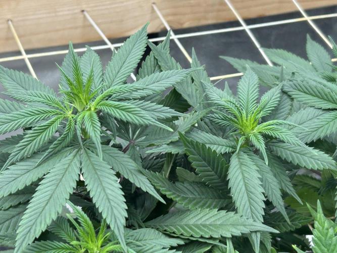 Kannabia - Apple Fritter. Week 18