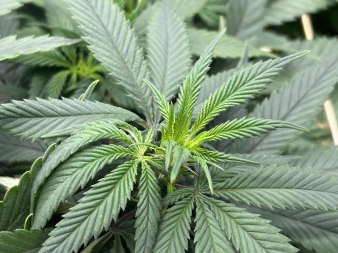 Kannabia - Apple Fritter. Week 18