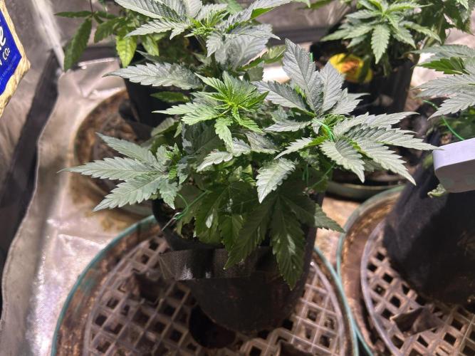 BF - Super Boof. Week 9 - 1/10/26