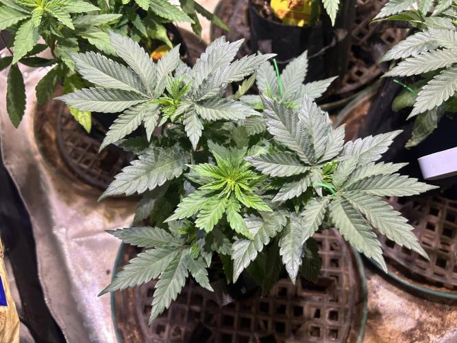 BF - Super Boof. Week 9