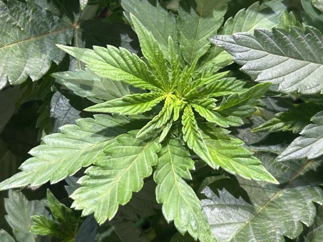 BF - Super Boof. Week 9