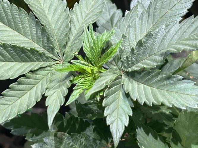 BF - Super Boof. Week 9