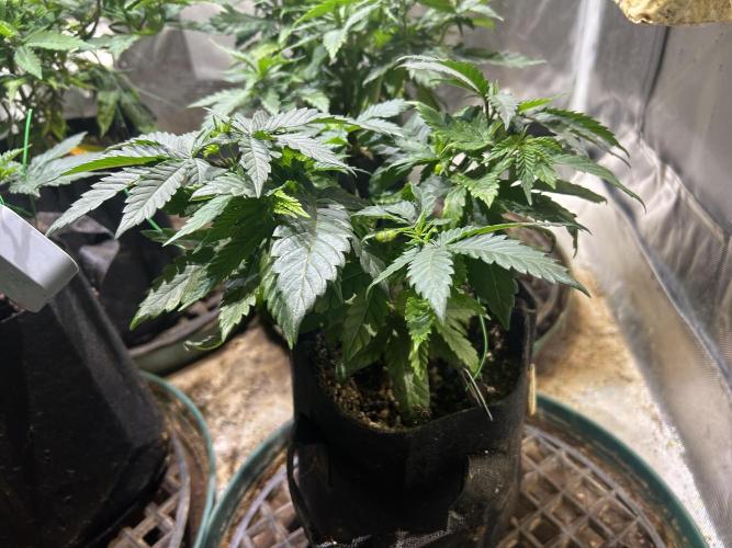 BF - RS11 x Banana OG. Week 9 - 1/10/26