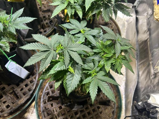 BF - RS11 x Banana OG. Week 9