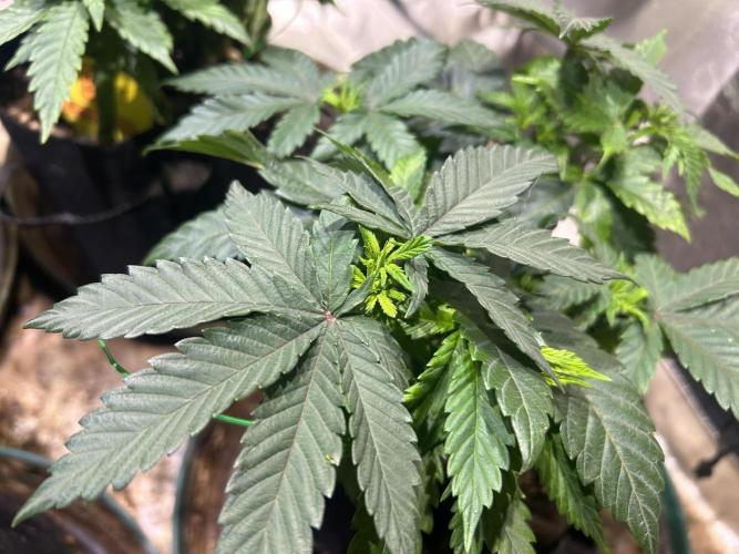 BF - RS11 x Banana OG. Week 9