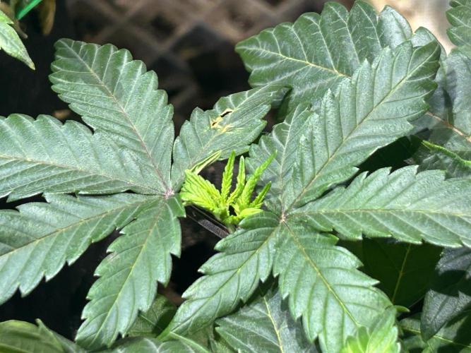 BF - RS11 x Banana OG. Week 9