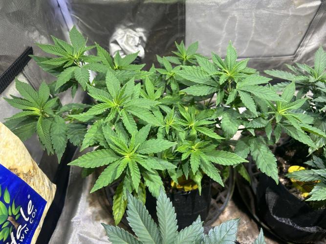 OSS - Blackwater. Week 12 - 1/10/26