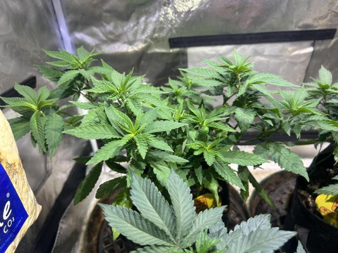 OSS - Blackwater. Week 12