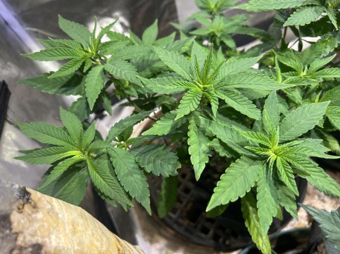 OSS - Blackwater. Week 12