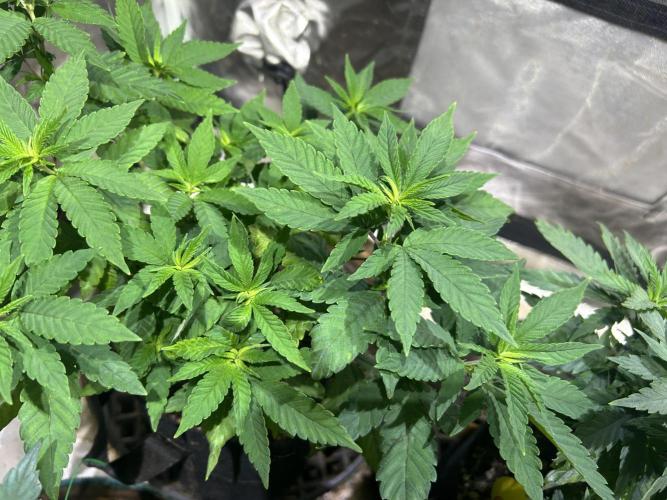 OSS - Blackwater. Week 12