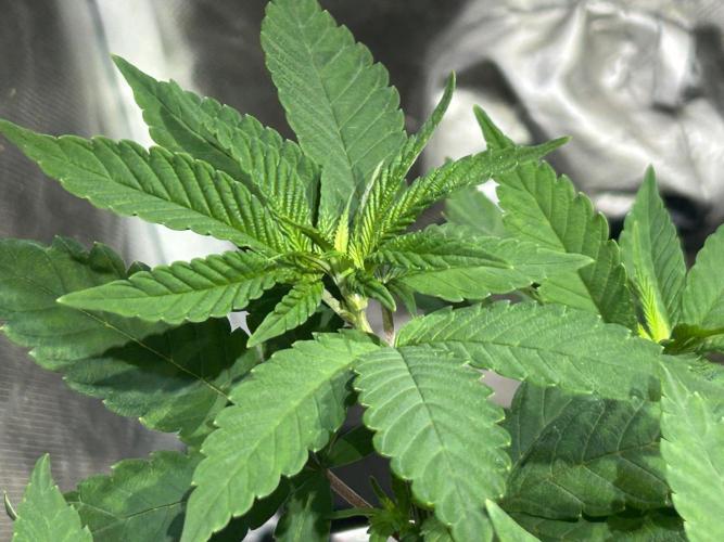 OSS - Blackwater. Week 12