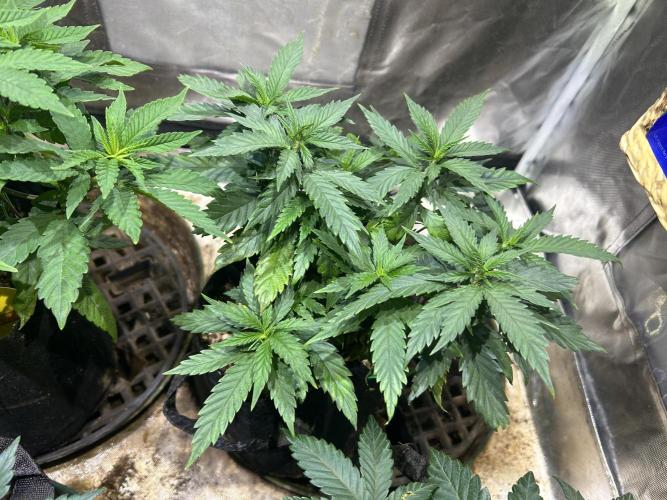 OSS - Tiramisu. Week 12 - 1/10/26