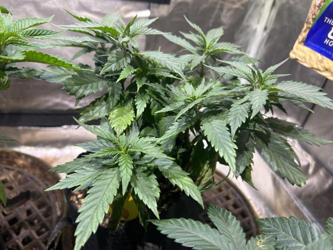 OSS - Tiramisu. Week 12