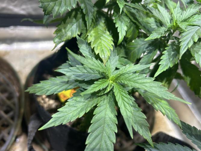 OSS - Tiramisu. Week 12