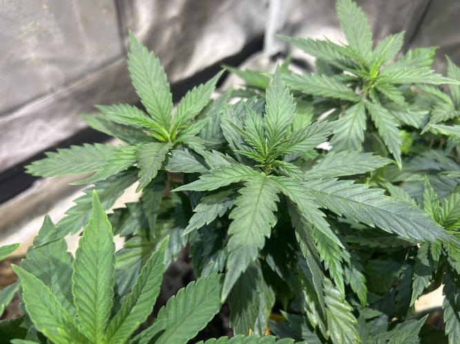 OSS - Tiramisu. Week 12